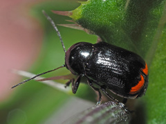 Cryptocephalus biguttatus