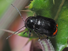 Cryptocephalus biguttatus