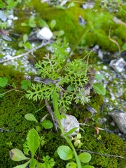 Anthemis chia