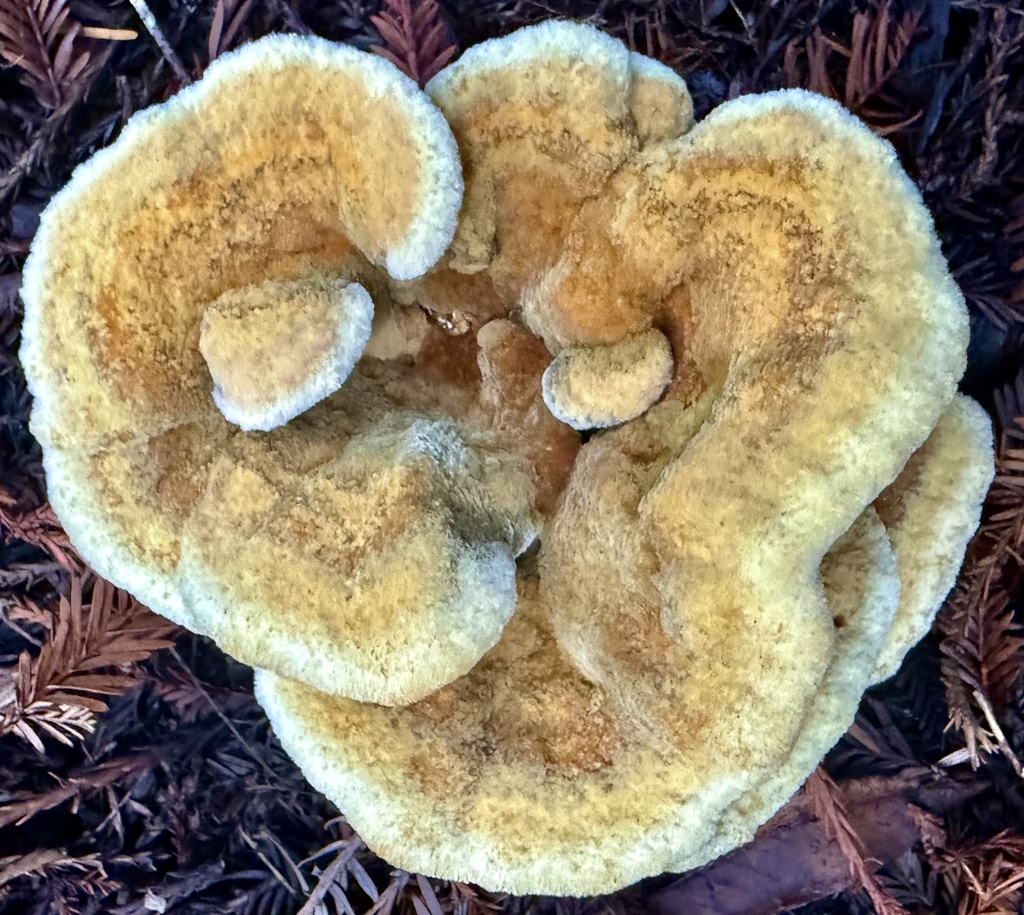 Phaeolus hispidoides · December 2025 · photo: © hllrnnr (iNaturalist, cc0)