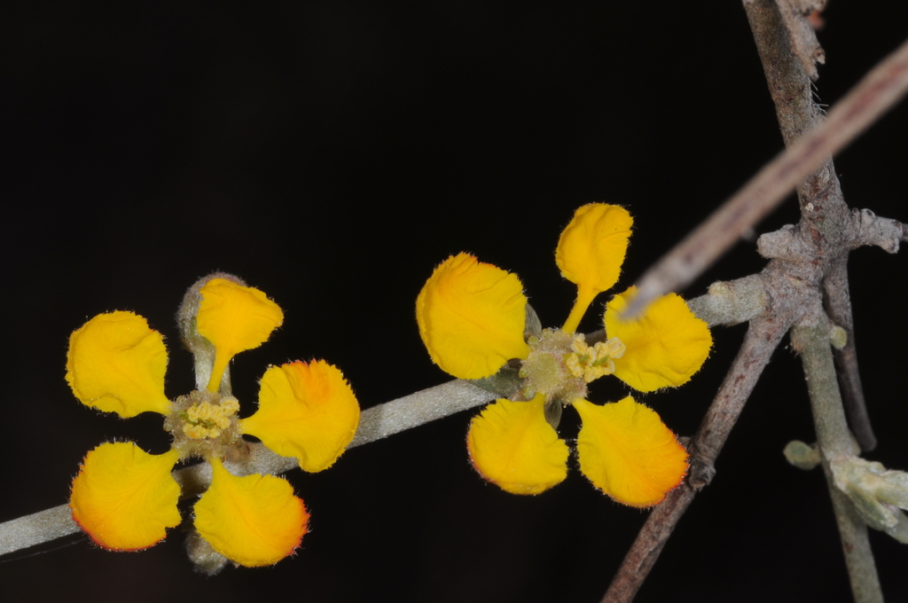 Tricomaria usillo