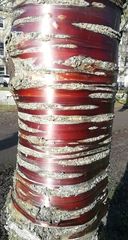 Betula utilis albosinensis