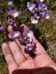 Euphrasia collina diversicolor