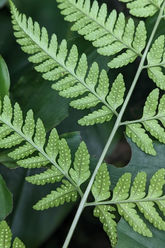 Valley Wood Fern (Dryopteris subexaltata)