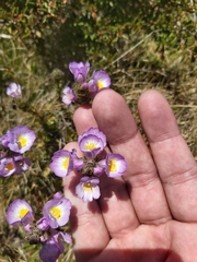 Euphrasia collina diversicolor