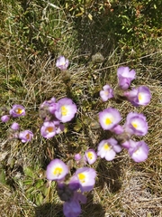 Euphrasia collina diversicolor