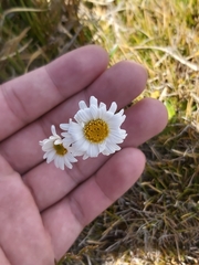 Brachyscome scapigera