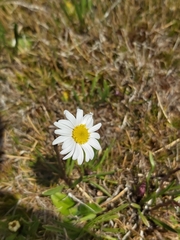 Brachyscome scapigera