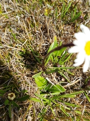 Brachyscome scapigera