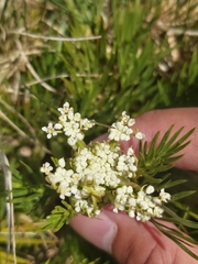 Aciphylla glacialis