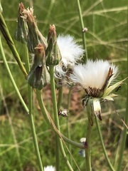 Sonchus dregeanus
