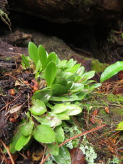 Stelis rufobrunnea