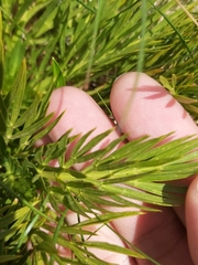 Aciphylla glacialis