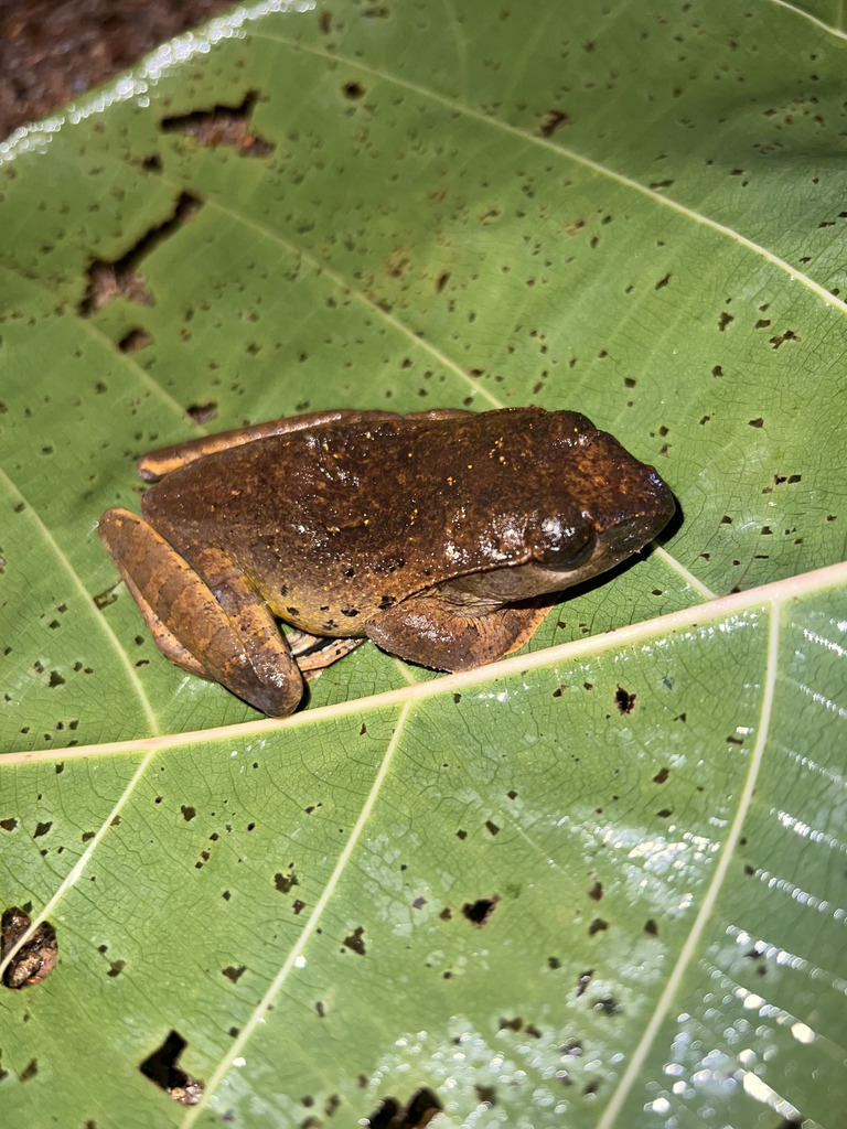 Katak-parasut Harison (Leptomantis harrissoni)