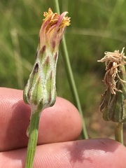 Sonchus dregeanus
