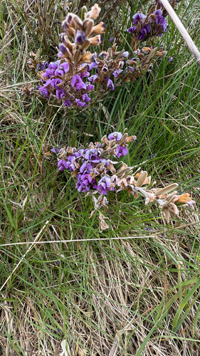 alpine Hovea (Hovea montana)