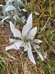 Argyrotegium