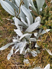 Argyrotegium