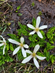 Caltha introloba