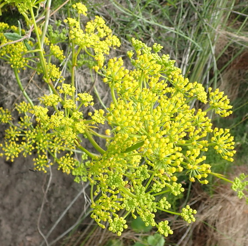 Image of Notobubon ferulaceum by (c) Nicola van Berkel, some rights reserved (CC BY-SA)