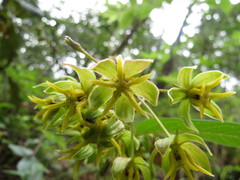 Asclepias melantha