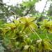 Asclepias laxiflora - Photo (c) Leticia Soriano Flores, algunos derechos reservados (CC BY-NC), subido por Leticia Soriano Flores