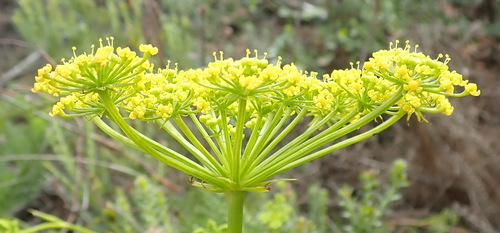 Image of Notobubon ferulaceum by (c) Nicola van Berkel, some rights reserved (CC BY-SA)