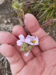 Euphrasia collina diversicolor