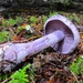 Cortinarius occidentalis - Photo (c) Drew T Henderson, some rights reserved (CC BY-NC), uploaded by Drew T Henderson