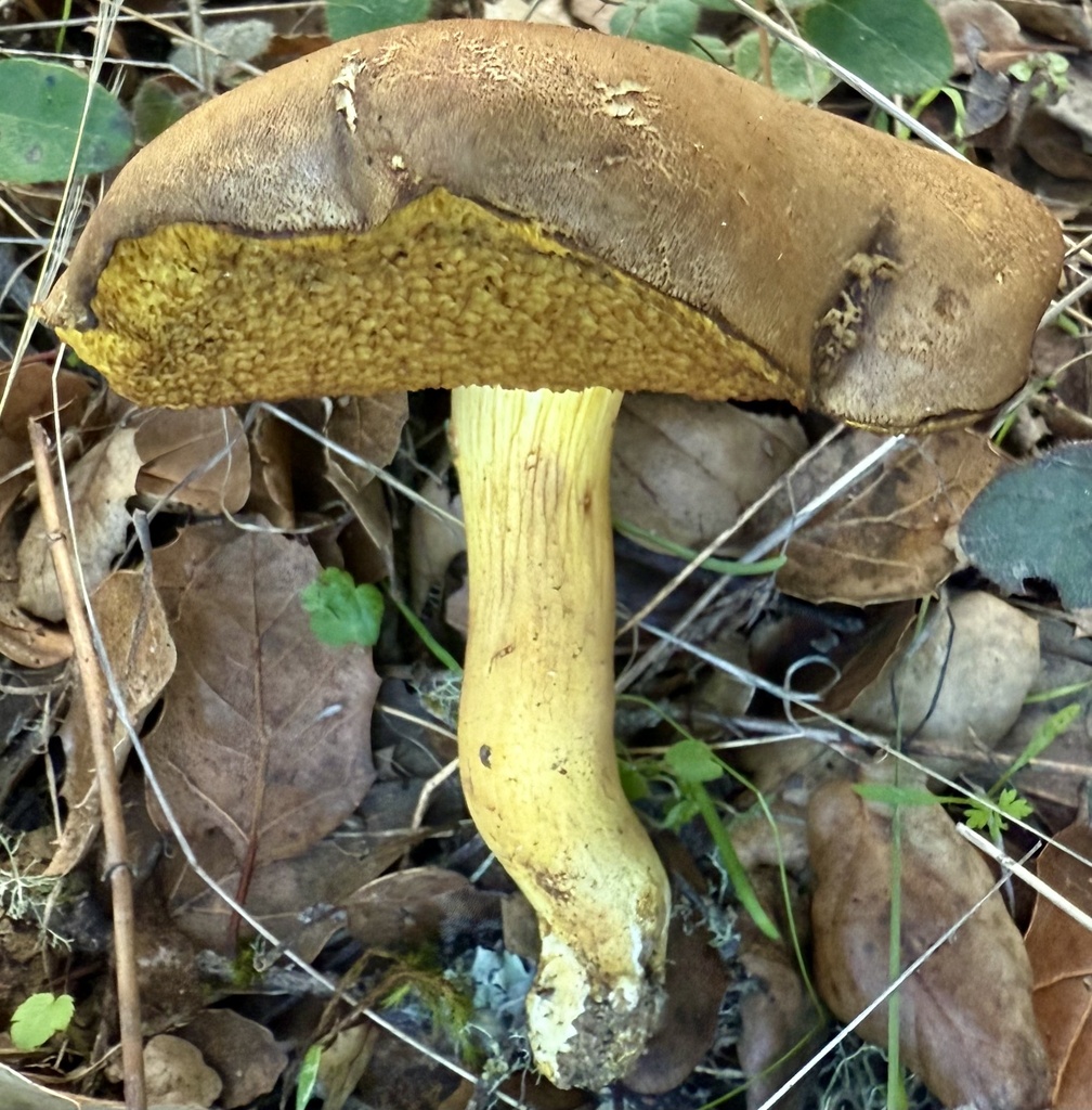 Xerocomus subtomentosus · December 2025 · photo: © hllrnnr (iNaturalist, cc0)