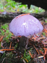 Thaxterogaster occidentalis