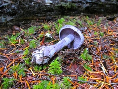 Thaxterogaster occidentalis