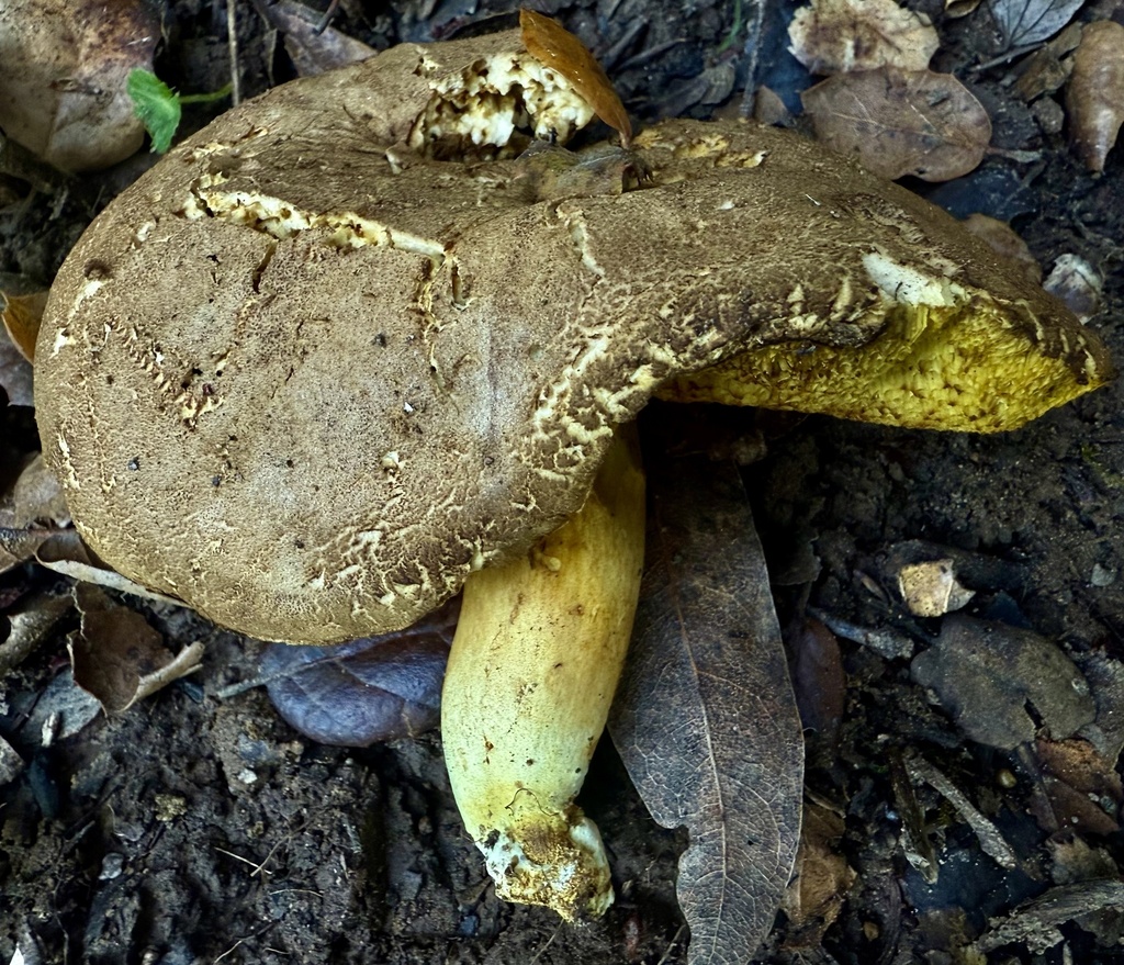 Xerocomus subtomentosus · December 2025 · photo: © hllrnnr (iNaturalist, cc0)