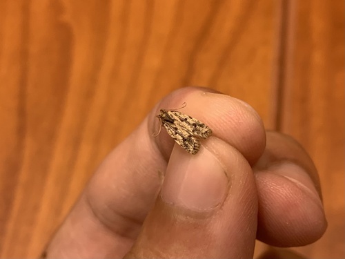 Potato Moth photo 4