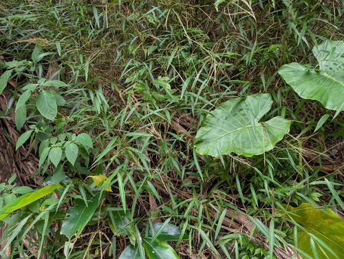 Microstegium biaristatum observed 2025-11-25