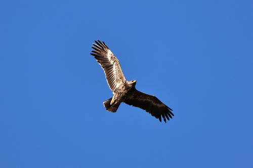 Águila esteparia (Aquila nipalensis)