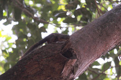 Heliosciurus rufobrachium