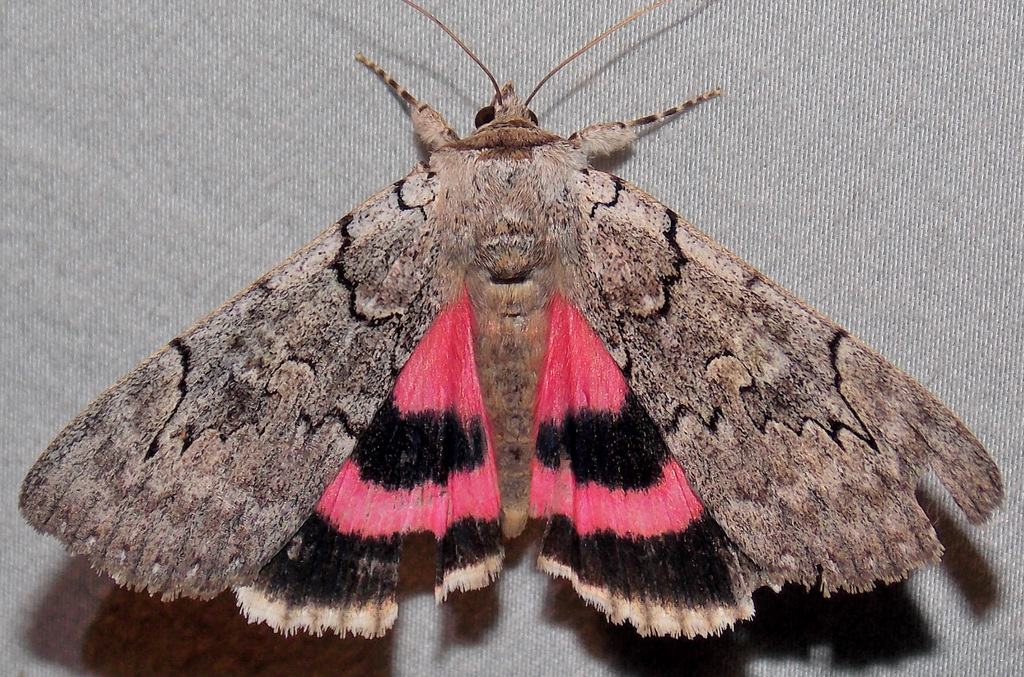 Pink Underwing