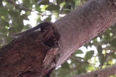 Heliosciurus rufobrachium