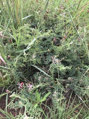 Indigofera oxytropis