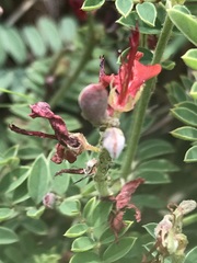 Indigofera oxytropis