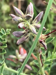 Indigofera oxytropis