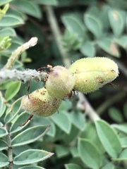 Indigofera oxytropis