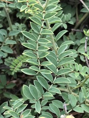 Indigofera oxytropis