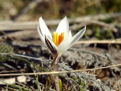 Crocus reticulatus