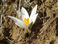 Crocus reticulatus