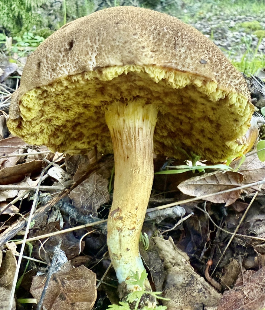 Xerocomus subtomentosus · December 2025 · photo: © hllrnnr (iNaturalist, cc0)