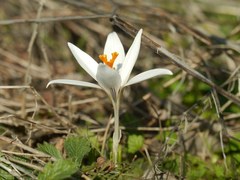 Crocus reticulatus