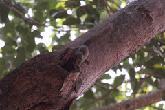 Heliosciurus rufobrachium