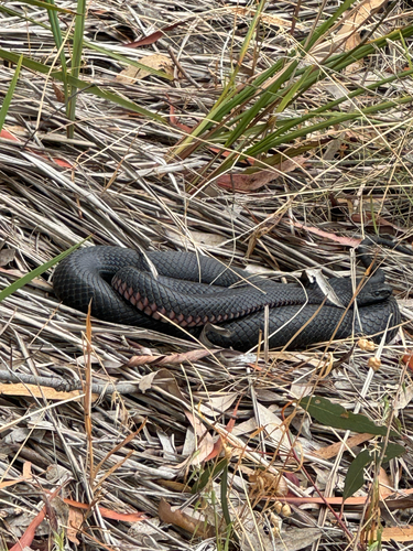 Red-bellied Black Snake sighting